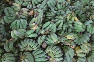 ¿Los plátanos son buenos para la Keto?